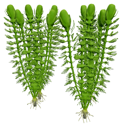 Myriophyllum 'Guyana' (Myriophyllum sp.)