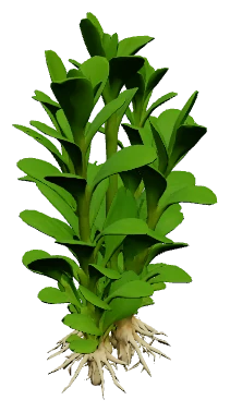 Lobelia cardinalis 'Mini' (Lobelia cardinalis)