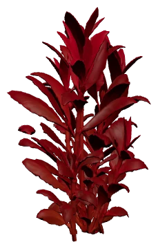 AR Mini (Alternanthera reineckii mini)
