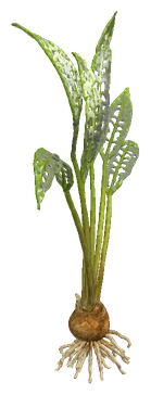 Aponogeton henkelianus