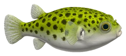 Green Spotted Puffer (Dichotomyctere nigroviridis)