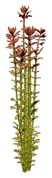 Rotala rotundifolia