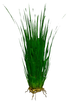 Giant Hairgrass (Eleocharis montevidensis)