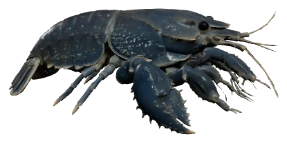 Vampire Shrimp (Atya gabonensis)