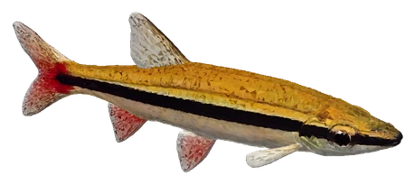 Golden Pencilfish (Nannostomus beckfordi)