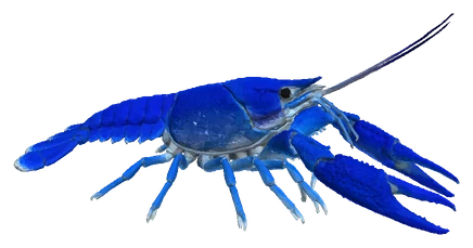 Electric Blue Crayfish (Procambarus alleni)