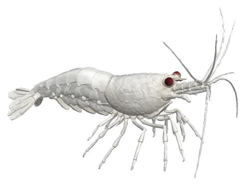 Snowball Shrimp (Neocaridina cf. zhangjiajiensis)