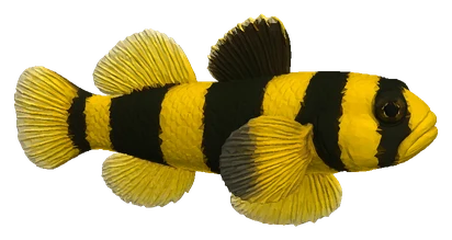 Bumblebee Goby (Brachygobius doriae / B. sabanus)
