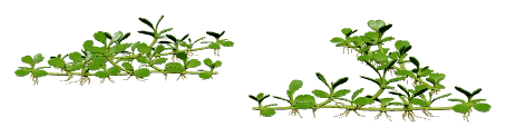 Glossostigma (Glossostigma elatinoides)