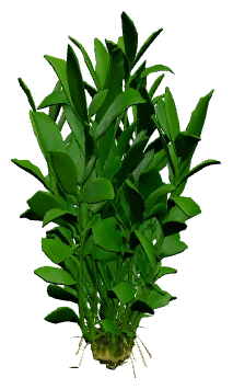 Hygrophila corymbosa 'Compact' (Hygrophila corymbosa)