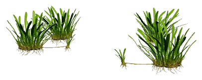Micro Sword (Lilaeopsis brasiliensis)