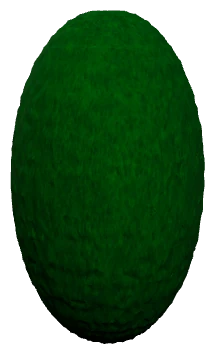 Marimo Moss Ball (Aegagropila linnaei)