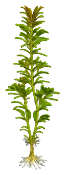 Bacopa australis