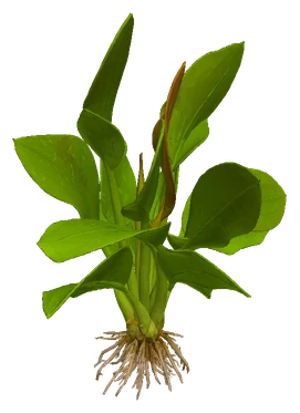 Echinodorus 'Harbich'