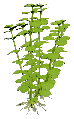 Micranthemum umbrosum