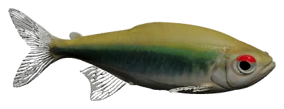 Black Neon Tetra (Hyphessobrycon herbertaxelrodi)