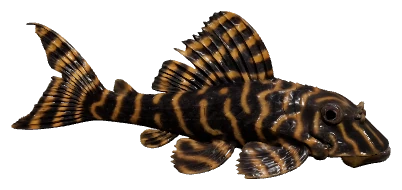 Clown Pleco (Panaqolus maccus)