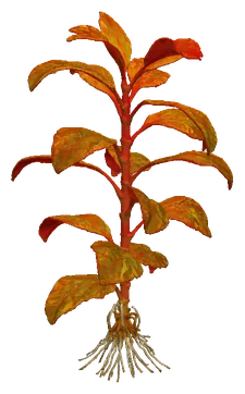 Ludwigia senegalensis