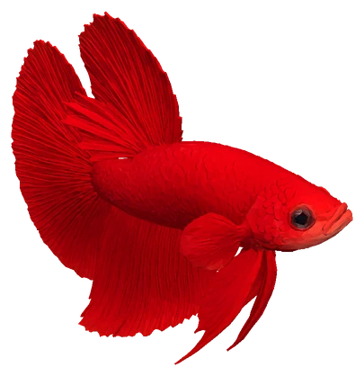 Betta, Red
