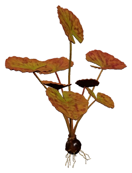 Dwarf Aquarium Lily (Nymphaea stellata)