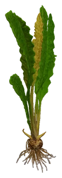 Aponogeton boivinianus