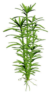Heteranthera zosterifolia