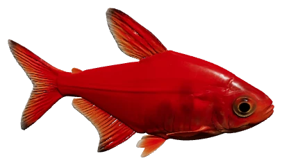 Ember Tetra (Hyphessobrycon amandae)