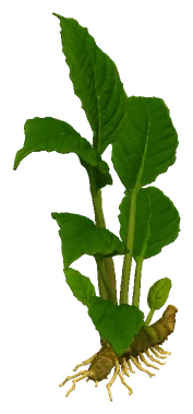 Lagenandra keralensis