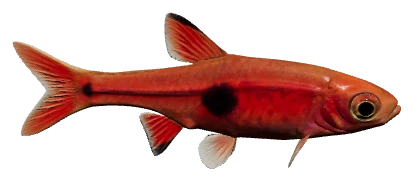Phoenix Rasbora (Boraras merah)