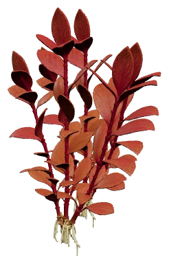 Alternanthera reineckii 'Rosanervig' (Alternanthera reineckii)