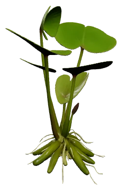 Banana Plant (Nymphoides aquatica)