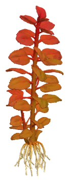 Lysimachia parvifolia 'Red' (Lysimachia parvifolia)