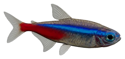 Neon Tetra (Paracheirodon innesi)