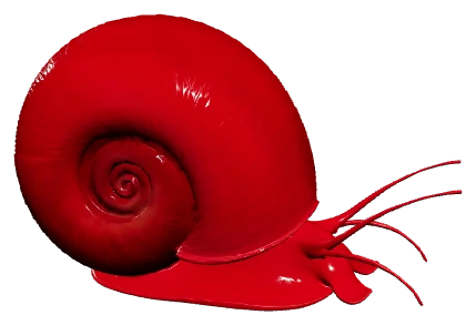 Ramshorn Snail (Planorbella duryi)