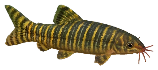 Zebra Loach (Botia striata)