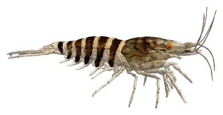 Tiger Shrimp (Caridina mariae)