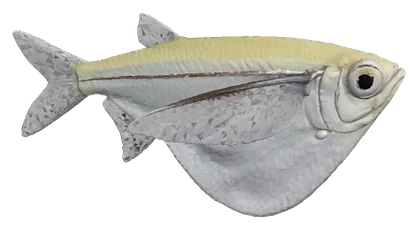 Silver Hatchetfish (Gasteropelecus sternicla)
