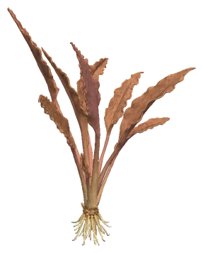Cryptocoryne nurii