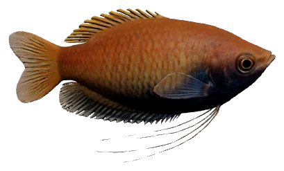 Honey Gourami (Trichogaster chuna)