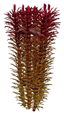 Rotala wallichii