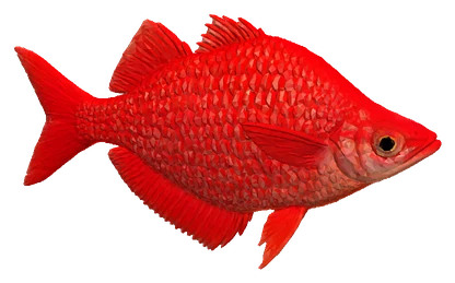 Red Rainbowfish (Glossolepis incisus)