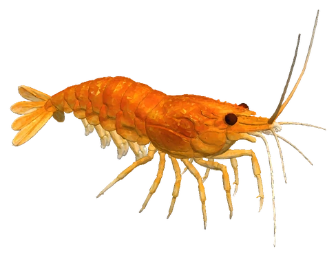 Cherry Shrimp, Orange