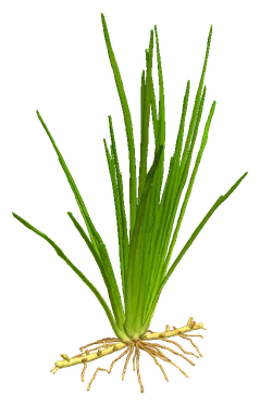 Lilaeopsis mauritiana