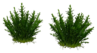 Peacock Moss (Taxiphyllum sp. "Peacock")
