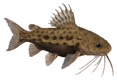 Upside-down Catfish (Synodontis nigriventris)