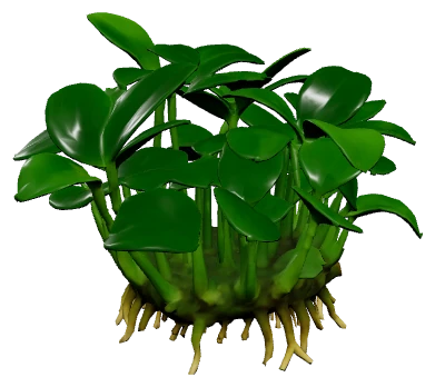 Anubias nana 'Petite' (Anubias barteri var. nana "Petite")