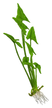 Anubias gracilis