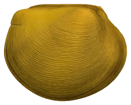 Asian Gold Clam (Corbicula fluminea)