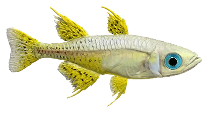 Spotted Blue-eye (Pseudomugil gertrudae)