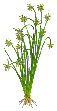 Umbrella Hair Grass (Eleocharis vivipara)